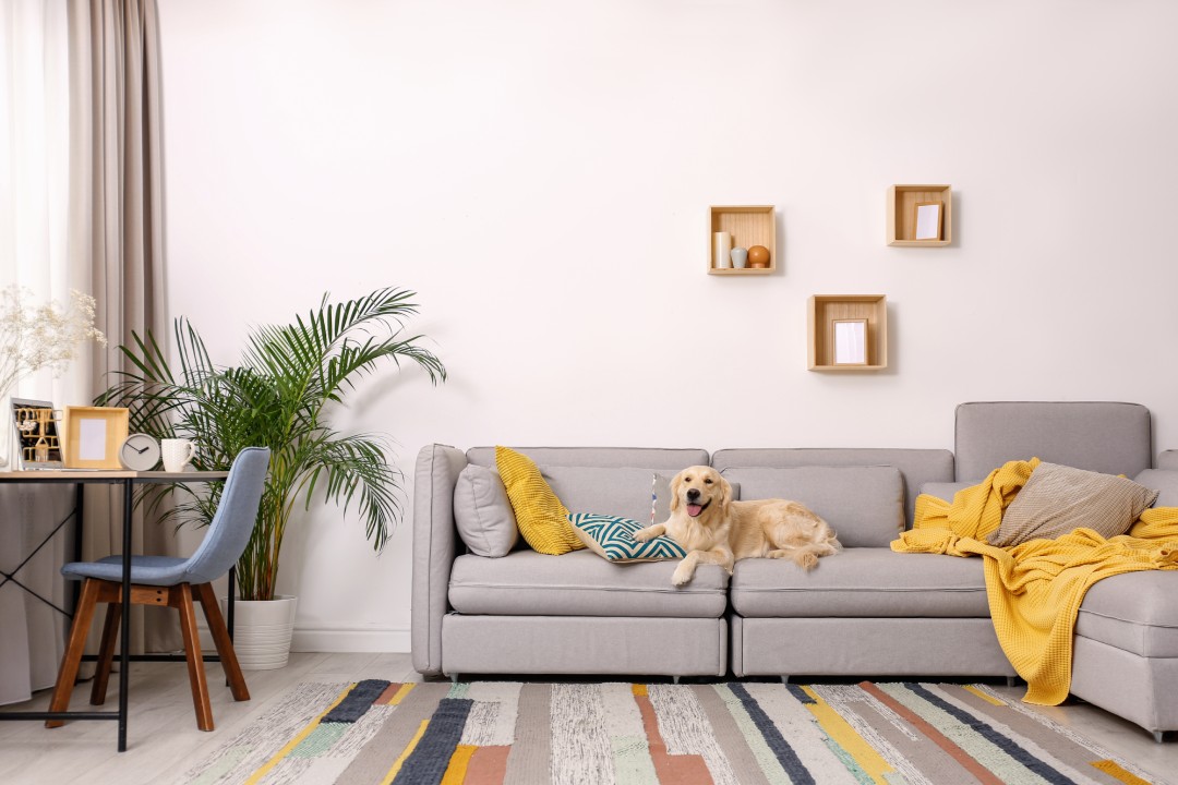 Cute Golden Labrador Retriever on couch.